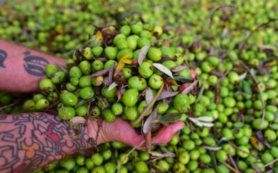 Alla ricerca dell’oro verde