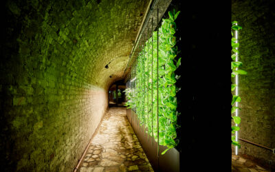 Tunnel farm: la prima vertical farm pubblica realizzata in un ex rifugio antiaereo