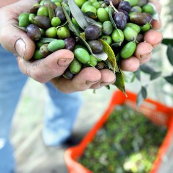 Top Tuscan Extra Virgin Olive Oil