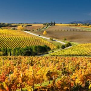 Immagine: Strade del vino, dell'olio e dei sapori della Toscan