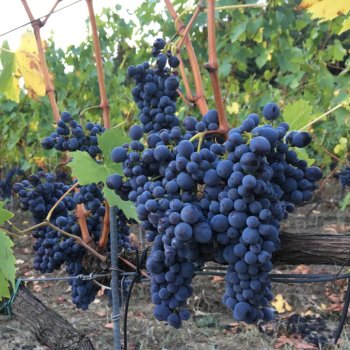 Top Tuscan wines