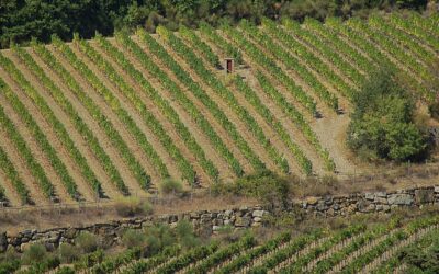 L’otto maggio AmbiTour va alla scoperta della Comunità di ambito turistico del Chianti