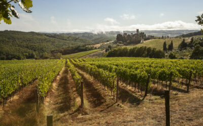 Sulla Via Romea Sanese, dove ogni passo parla di vino (e conduce in cantina)