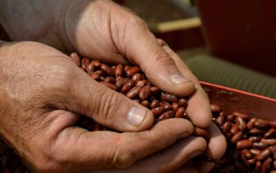 Slow Beans 2025: il 15 e 16 novembre torna a Capannori la due giorni di Slow Food dedicata alla biodiversità dei legumi