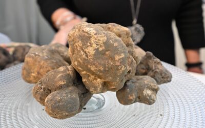 Tutto pronto per la 54esima Mostra Mercato del tartufo bianco delle Colline Sanminiatesi