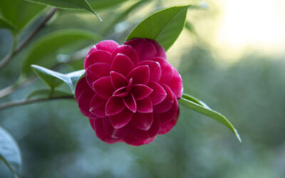 Capannori Shuttle 2026: al via la stagione dei tour tra Camelie, Ville Storiche e sapori del territorio