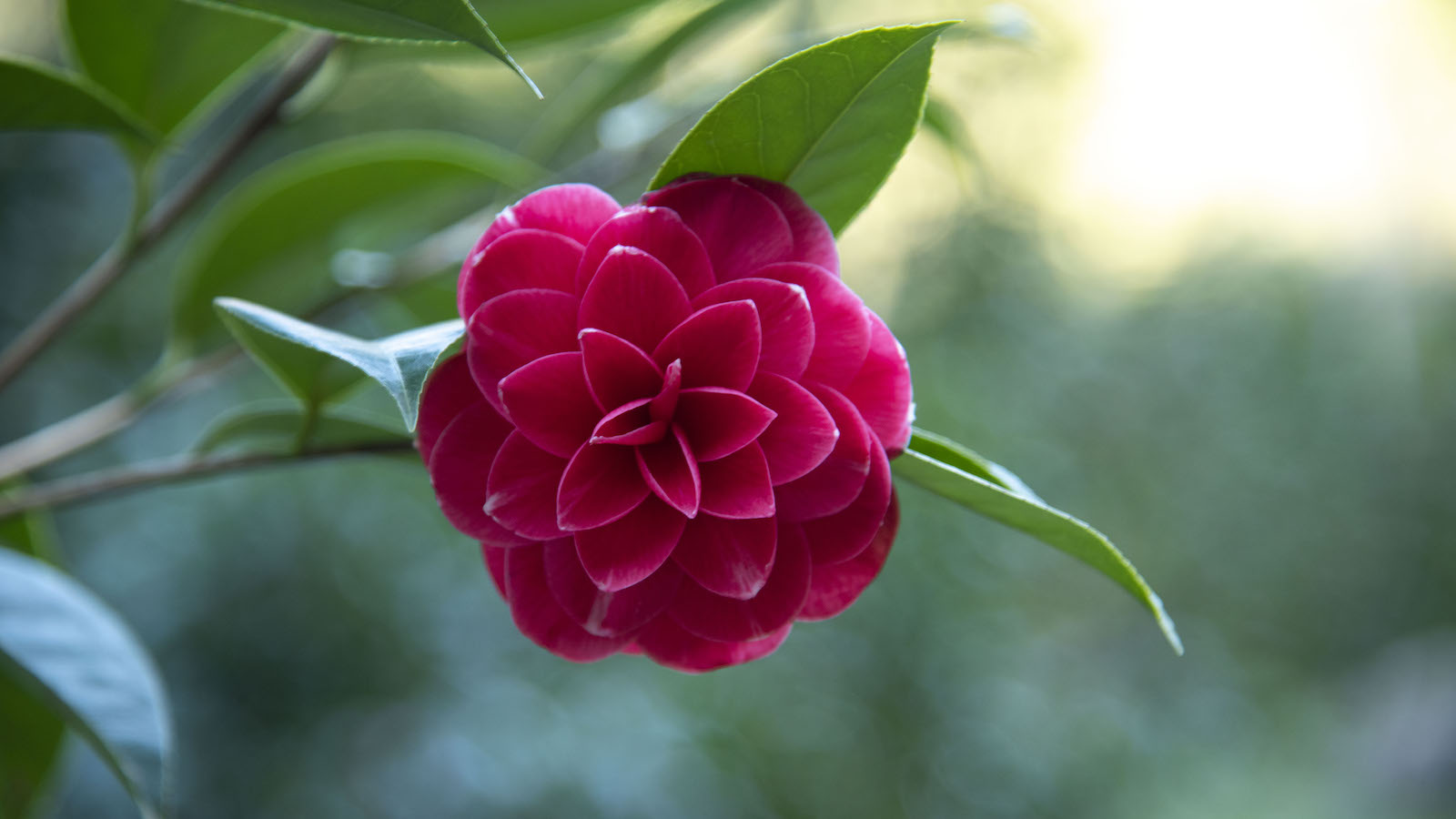 camelia Fiore di camelia rosso