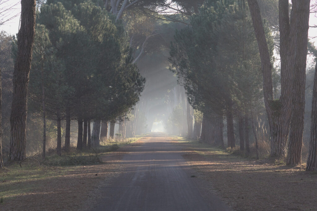 Viale alberato in prospettiva in mezzo alla bruma