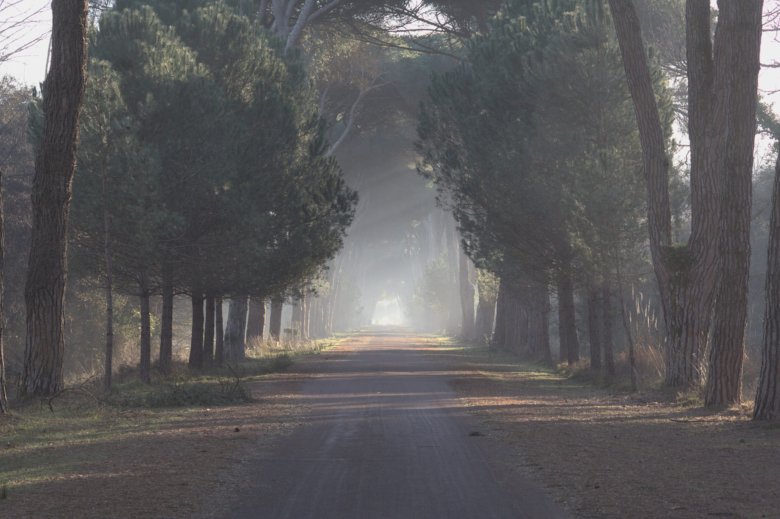 Viale alberato in prospettiva in mezzo alla bruma