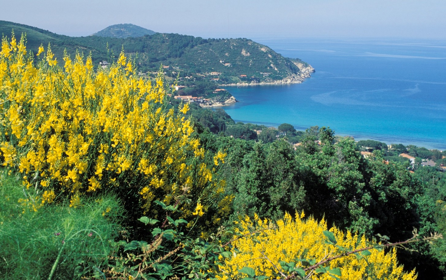 Panorama marino con cespugli di ginestre in primo piano