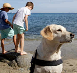 Immagine: Charter of Values for Pet Tourism