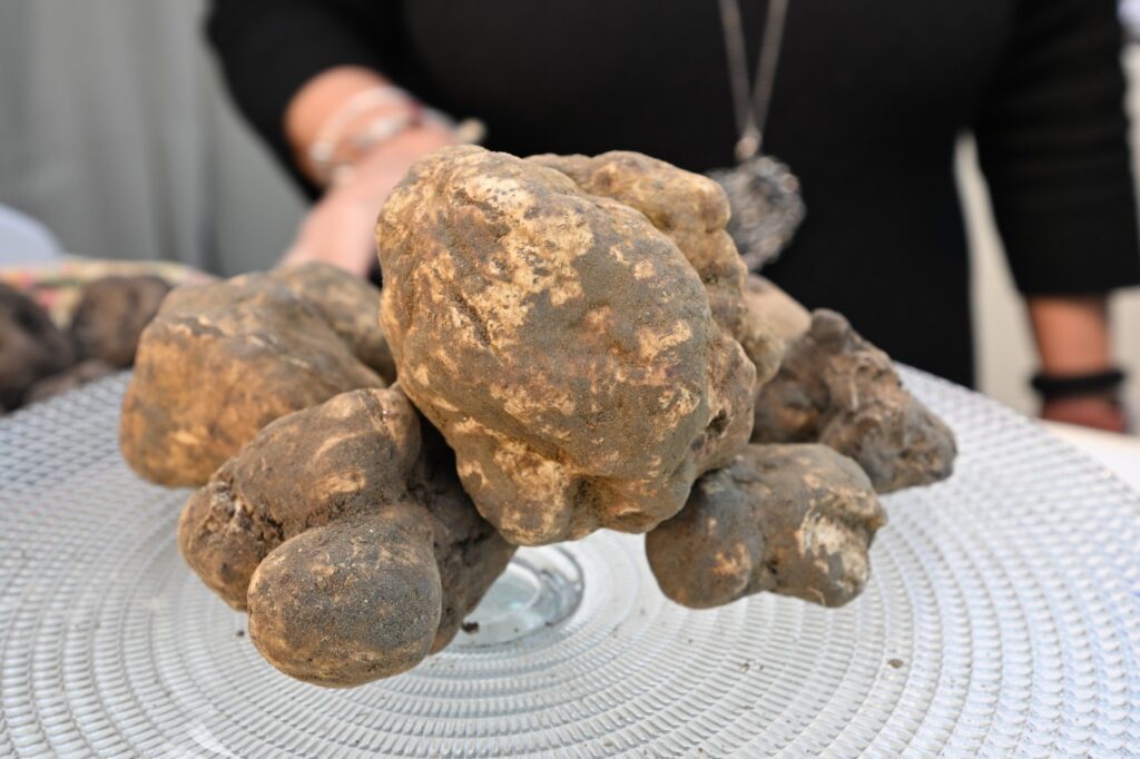 Immagine: La Mostra del Tartufo Bianco delle Colline Sanminiatesi rafforza il progetto di promozione del territorio