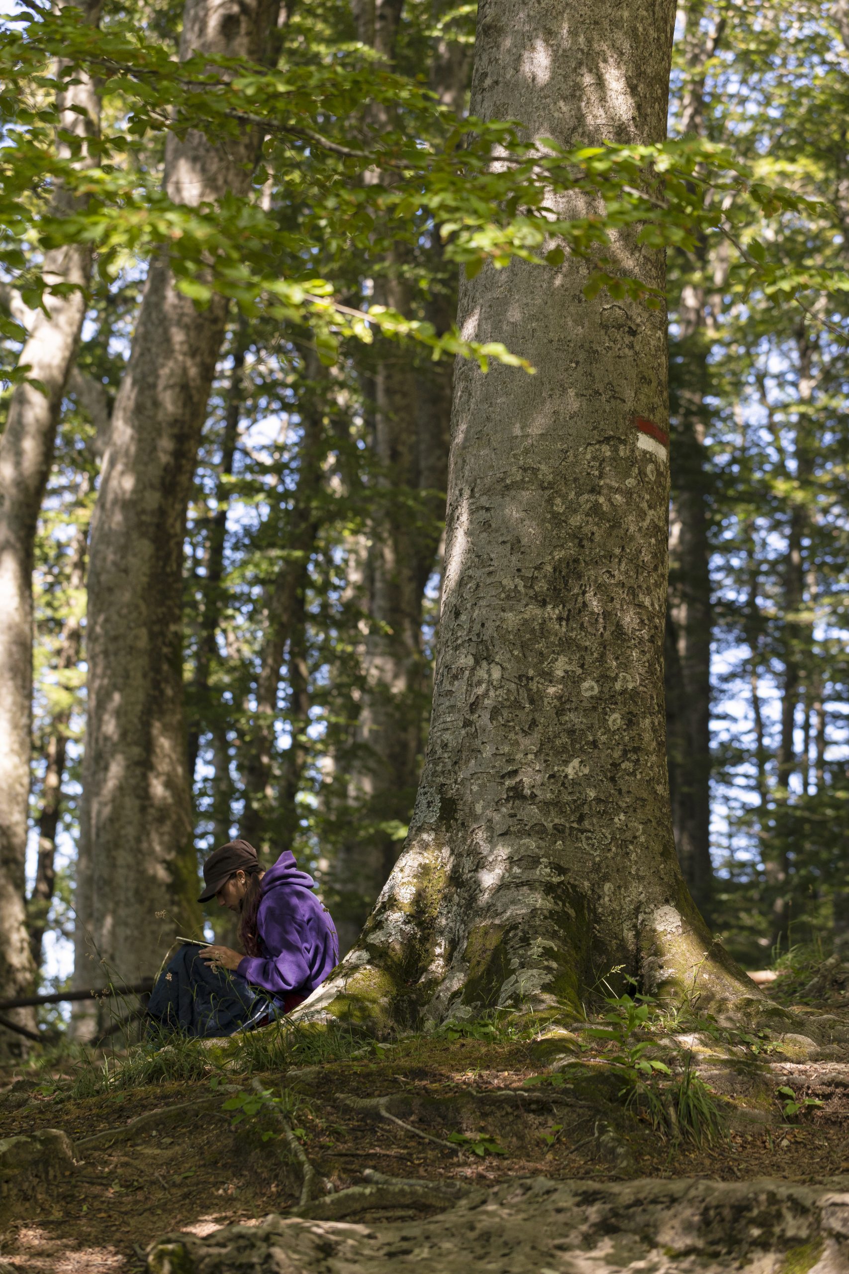 Foreste del Casentino Archivio Ciclica Persona seduta sotto un gigantesco albero che legge un libro