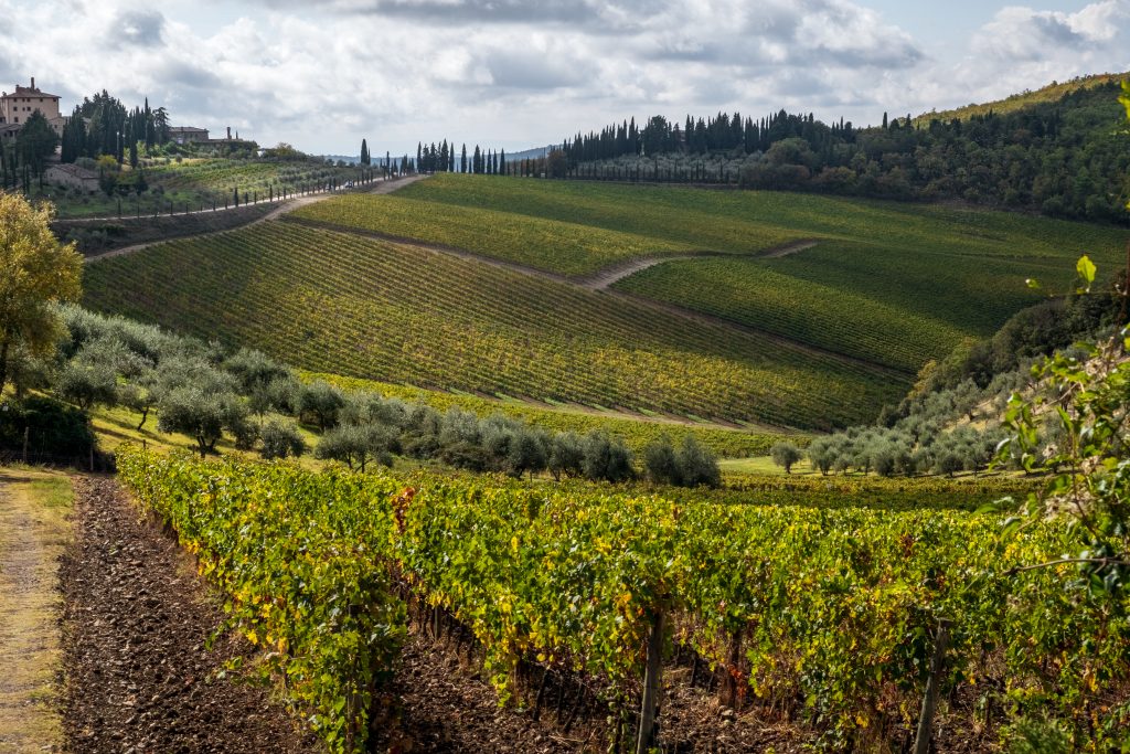 Paesaggio toscano collinare a vite